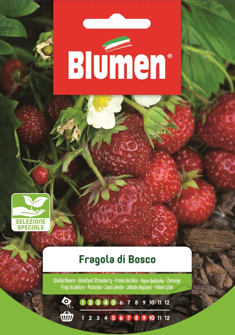 Φράουλα Του Δάσους – Fragola Da Bosco