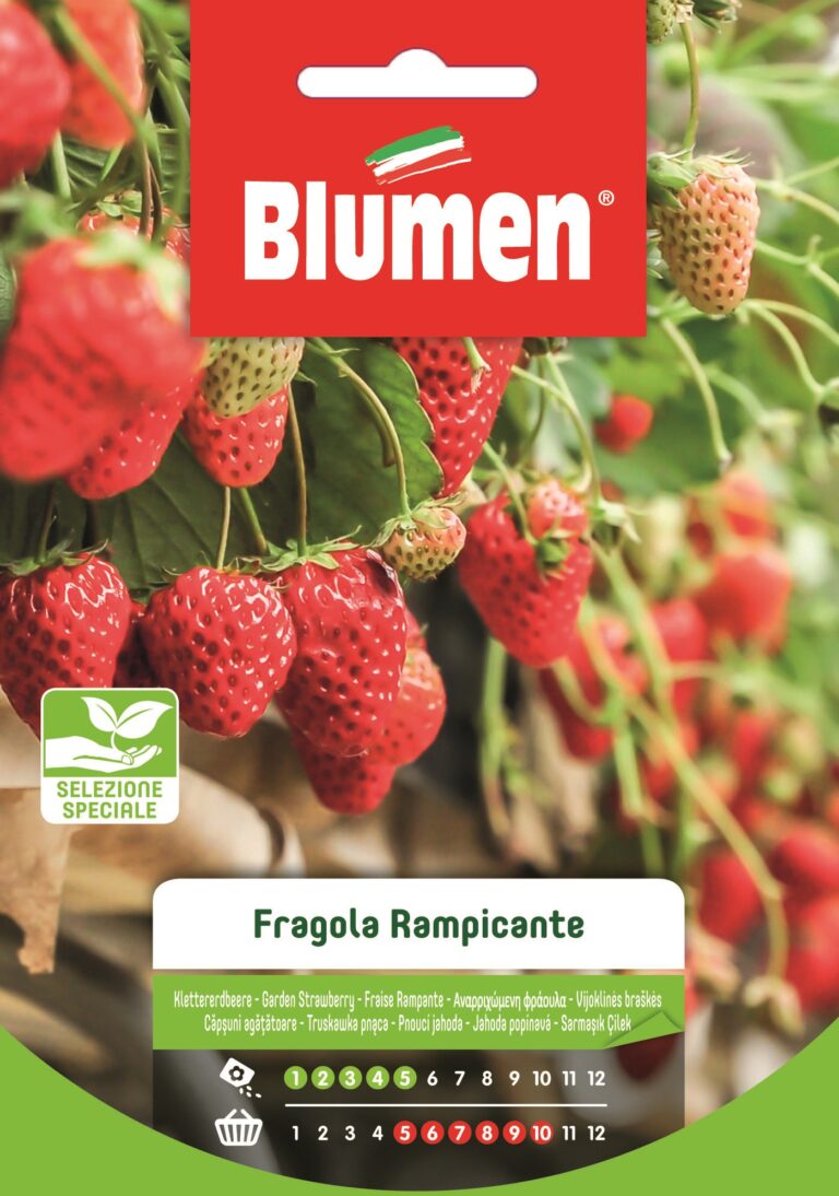 Φράουλα Αναρριχώμενη – Fragola Rampicante