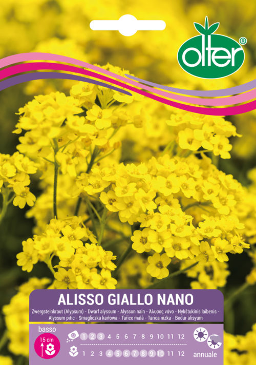 Άλυσσο Χαμηλό Κίτρινο – Alisso giallo nano