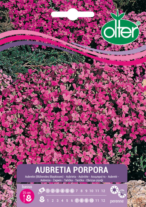 Αουμπριέτα – Aubretia Porpora