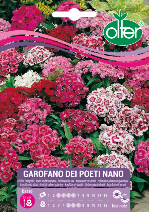 Γαρύφαλλο “Των Ποιητών” χαμηλό – Garofano dei Poeti nano