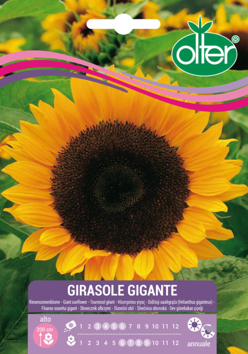 Ηλιοτρόπιο Γίγας – Girasole Gigante
