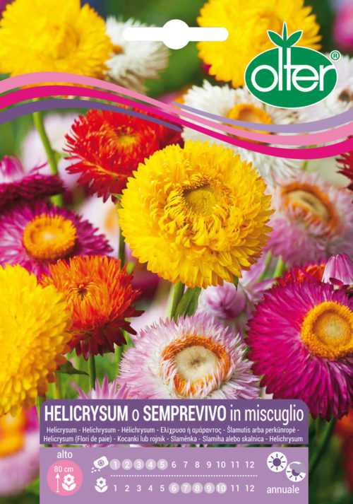 Ηλίχρυσο ή Semprevivo – Helicrysum o semprevivo