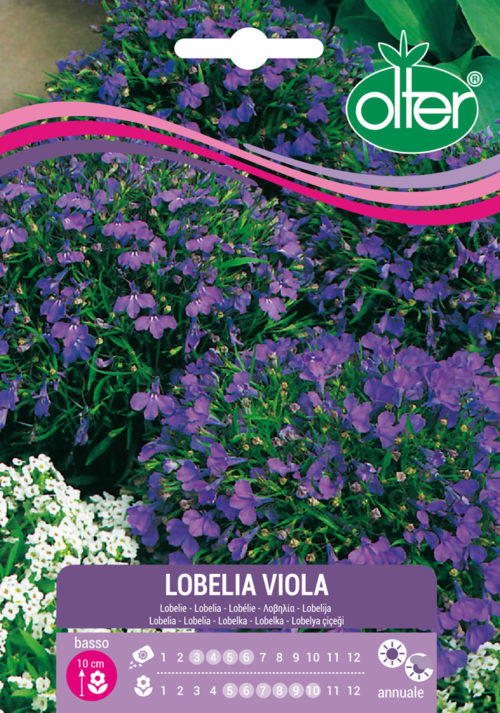Λοβηλία Μωβ – Lobelia Viola