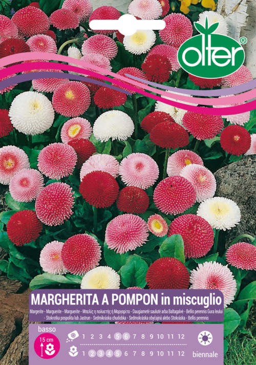 Μαργαρίτα Pompon – Margarita Pompon
