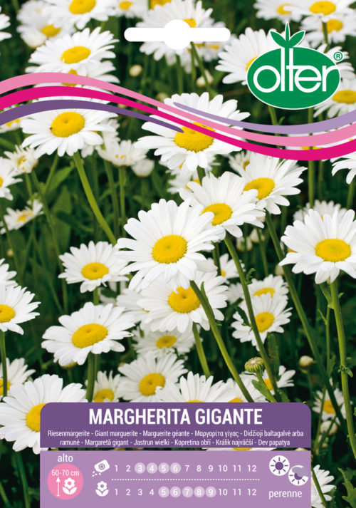 Μαργαρίτα Γίγας – Margherita Gigante