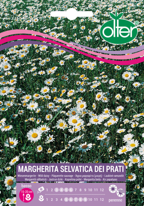 Μαργαρίτα Άγρια Του Λιβαδιού – Margherita selvatica dei prati