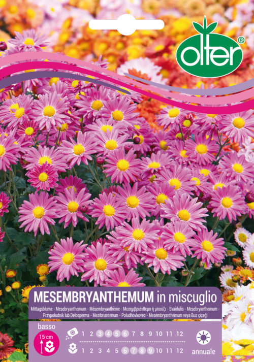 Μεσημβριάνθεμο – Mesebryanthemum