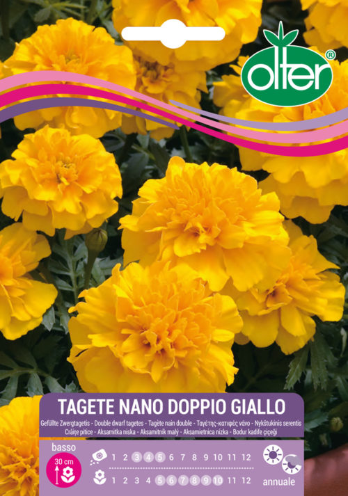 Κατιφές χαμηλός διπλός κίτρινος – Tagete nano doppio giallo