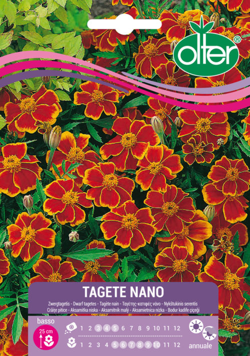 Κατιφές χαμηλός – Tagete nano