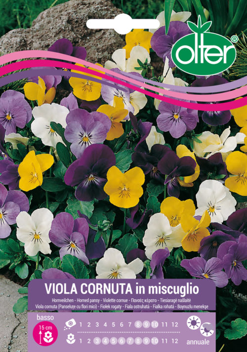 Πανσές μιξ – Viola cornuta