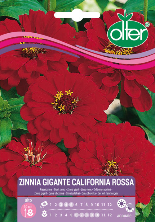 Ζίννια Γίγας California Κόκκινη – Zinnia California Rossa
