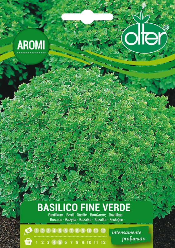Βασιλικός ψιλόφυλλος – Basilico Fine Verde