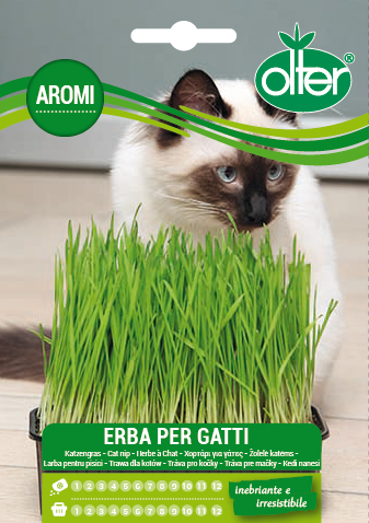 Χορτάρι για γάτες – Erba per gatti