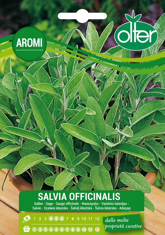 Φασκόμηλο – Salvia Officinalis